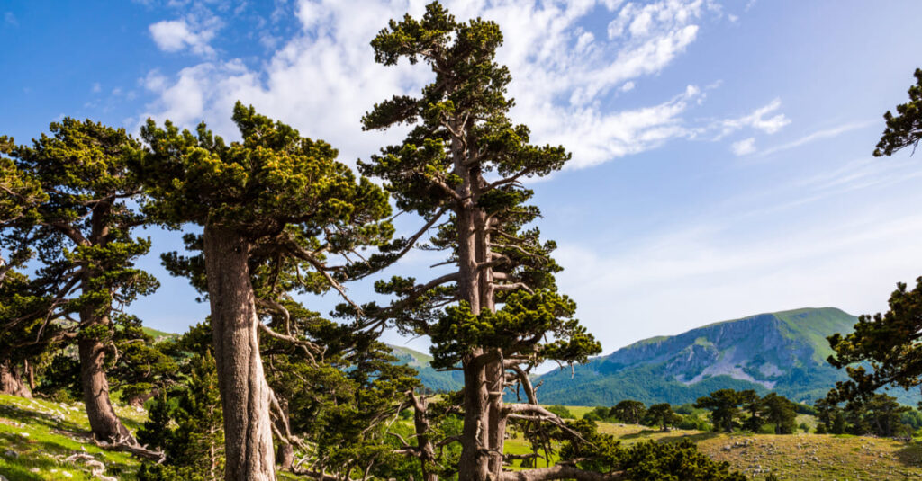 Parchi Nazionali: Pollino