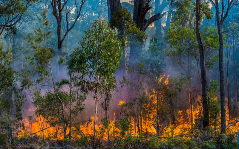 Amazzonia: le ultime sugli incendi nella foresta pluviale