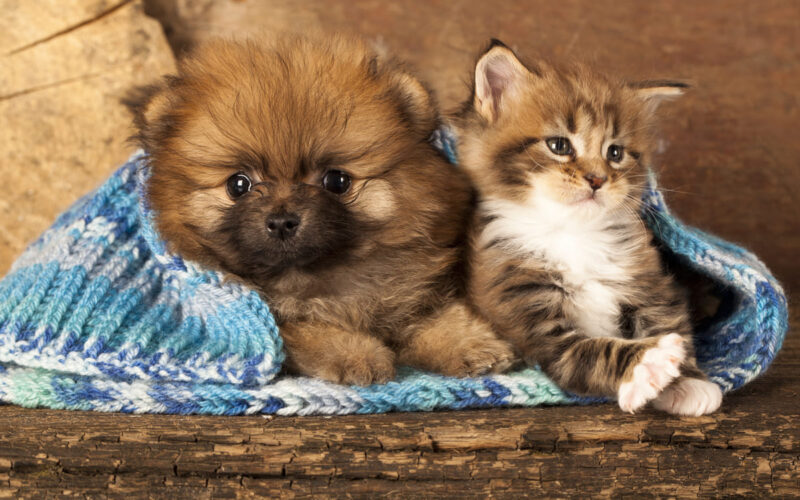 Cani e gatti in università: l’iniziativa dell’ateneo di Verona