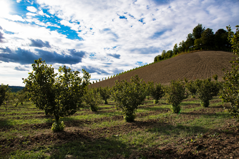 basilicata nocciole habitante