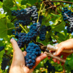 Vuoi partecipare alla vendemmia? Scopriamo insieme le migliori cantine del 2019|Vuoi partecipare alla vendemmia? Scopriamo insieme le migliori cantine del 2019