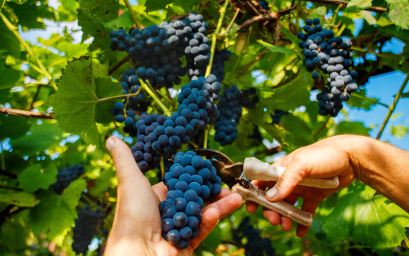 Vuoi partecipare alla vendemmia?  Scopriamo insieme le migliori cantine del 2019