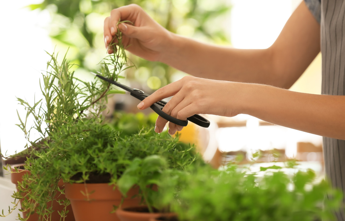 Le piante aromatiche da coltivare sul balcone