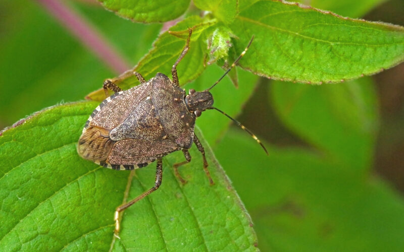 la cimice asiatica