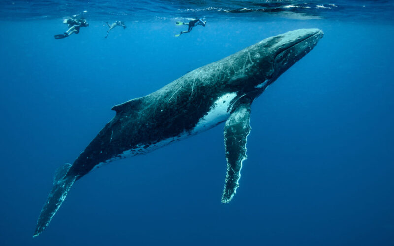 Balene a rischio nel Mediterraneo. La colpa è soprattutto dell’uomo