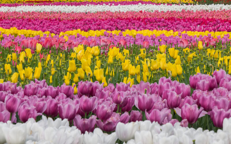 Festa del Tulipano: esplosione di colori a Castiglione del Lago