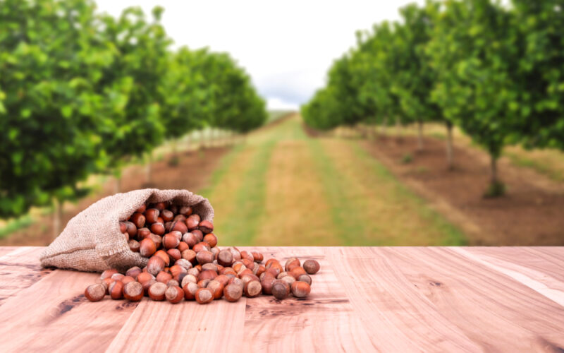 irpinia nocciole ferrero habitante|irpinia ferrero habitante|basilicata nocciole habitante