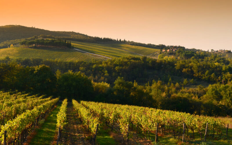 Castello di Fonterutoli: quando la viticoltura incontra il design.