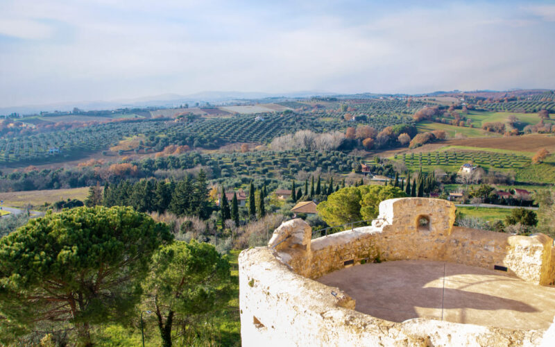 Frescobaldi Tenuta Ammiraglia|vigna