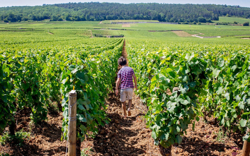 Vino solidale: un passito dal cuore grande