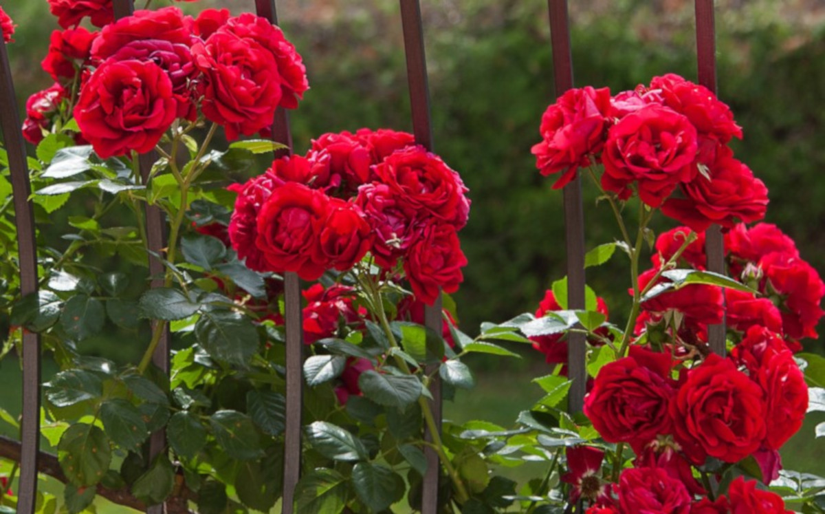 Come avere uno splendido balcone fiorito