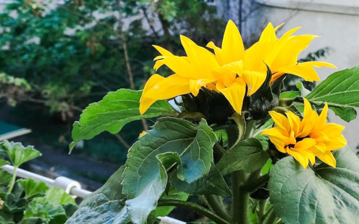 Come avere uno splendido balcone fiorito