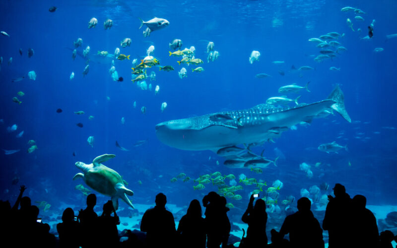 Acquario di Genova: installati in acqua reperti archeologici