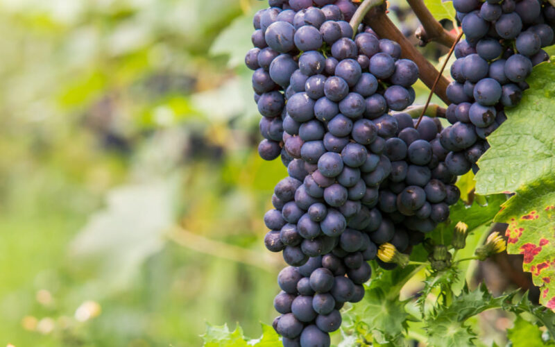 Vendemmia 2019: depurarsi con la cura dell’uva