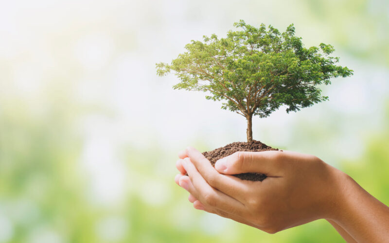 Cosa regalare a San Valentino: un albero per il Pianeta