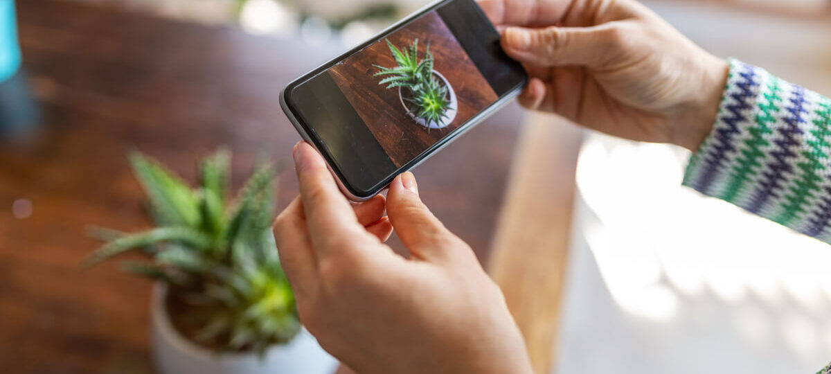 instagram e influencer foto piante