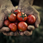 Raccolta dei pomodori|La Pizza napoletana e i pomodori San Marzano|La raccolta dei pomodori San Marzano a Luglio|Raccolta dei pomodori a luglio