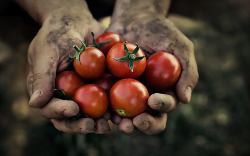 Raccolta dei pomodori|La Pizza napoletana e i pomodori San Marzano|La raccolta dei pomodori San Marzano a Luglio|Raccolta dei pomodori a luglio