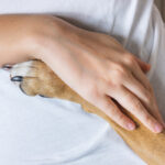 pet therapy|pet therapy