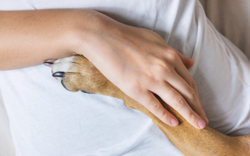 pet therapy|pet therapy