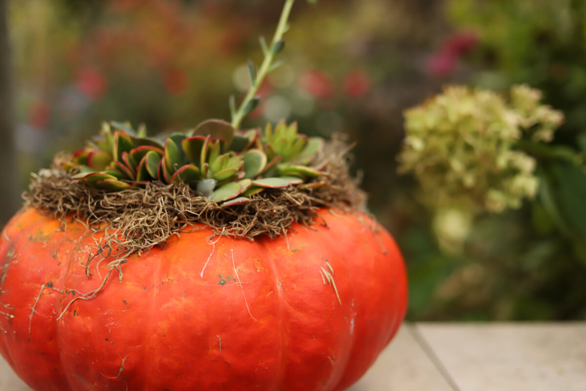 Pillole di interior design: decorare casa con le zucche