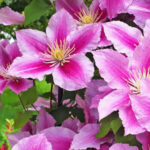 Come coltivare la clematis||Come coltivare la clematis|Come coltivare la clematis