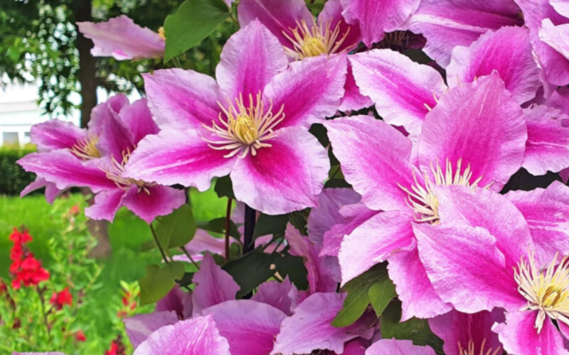 Come coltivare la clematis||Come coltivare la clematis|Come coltivare la clematis