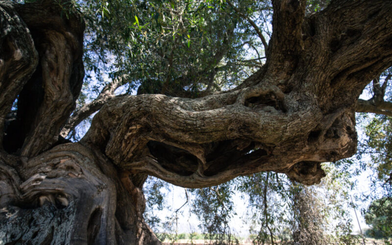 Quali sono gli alberi più longevi?