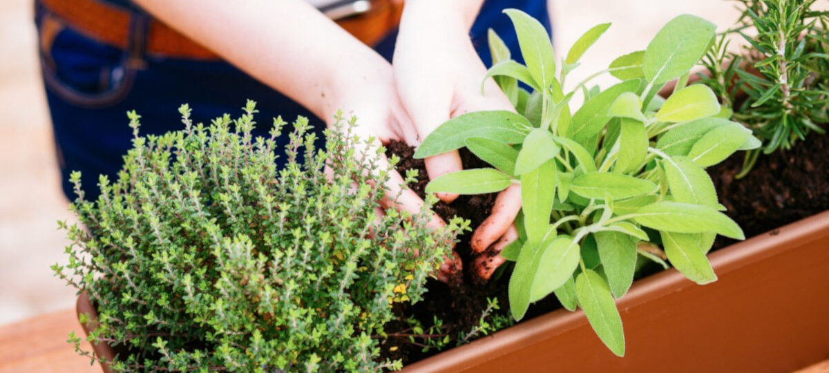 Le piante aromatiche da coltivare sul balcone|Le piante aromatiche da coltivare sul balcone|Le piante aromatiche da coltivare sul balcone|Le piante aromatiche da coltivare sul balcone|Le piante aromatiche da coltivare sul balcone|Le piante aromatiche da coltivare sul balcone|Le piante aromatiche da coltivare sul balcone|Le piante aromatiche da coltivare sul balcone