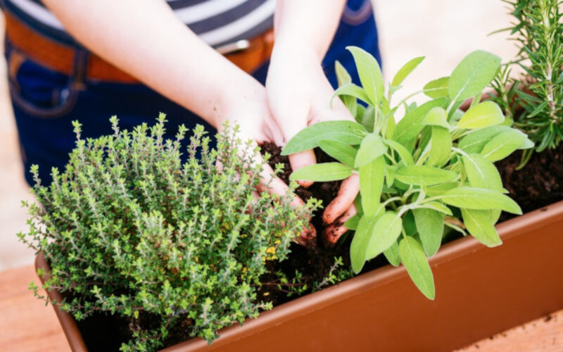 Le piante aromatiche da coltivare sul balcone