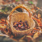 Raccolta delle castagne in Basilicata: dove andare?