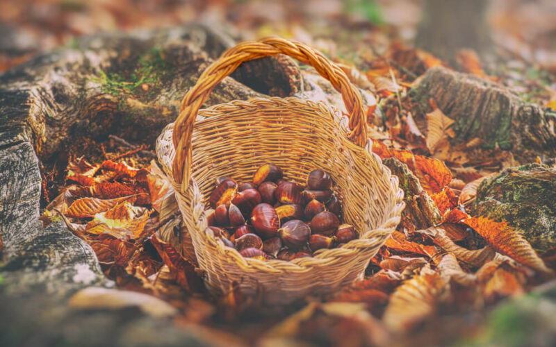 Raccolta delle castagne in Basilicata: dove andare?