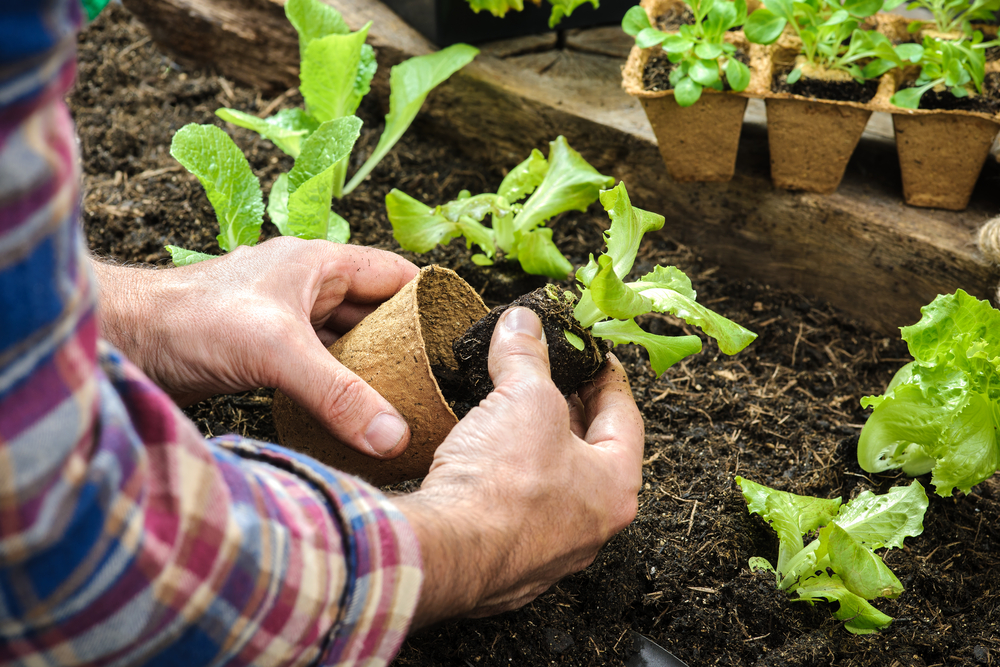 passione orto, coltivare orto e giardino