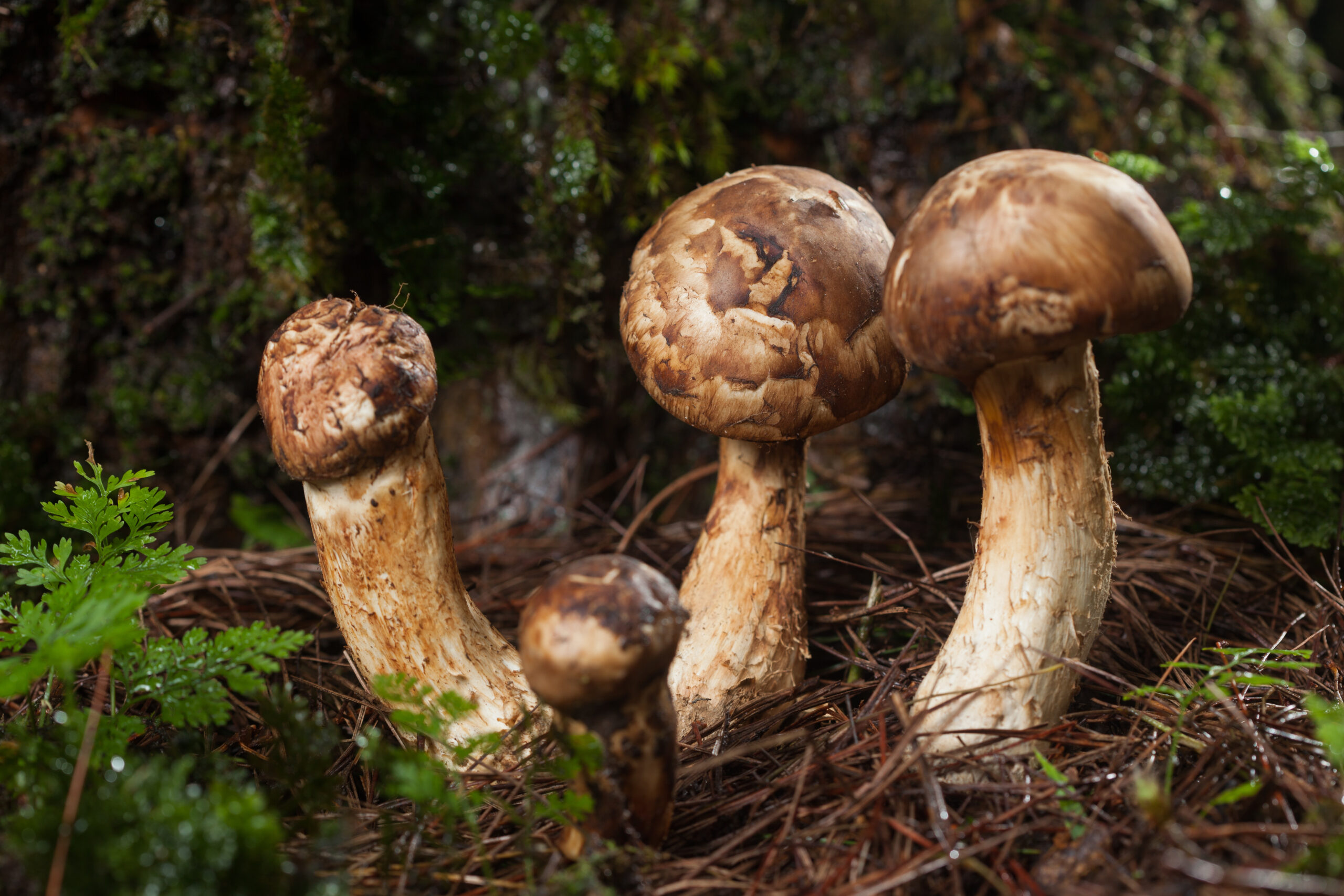 funghi kopi luwak habitante