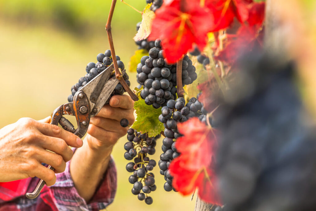 Inizio della vendemmia 2019