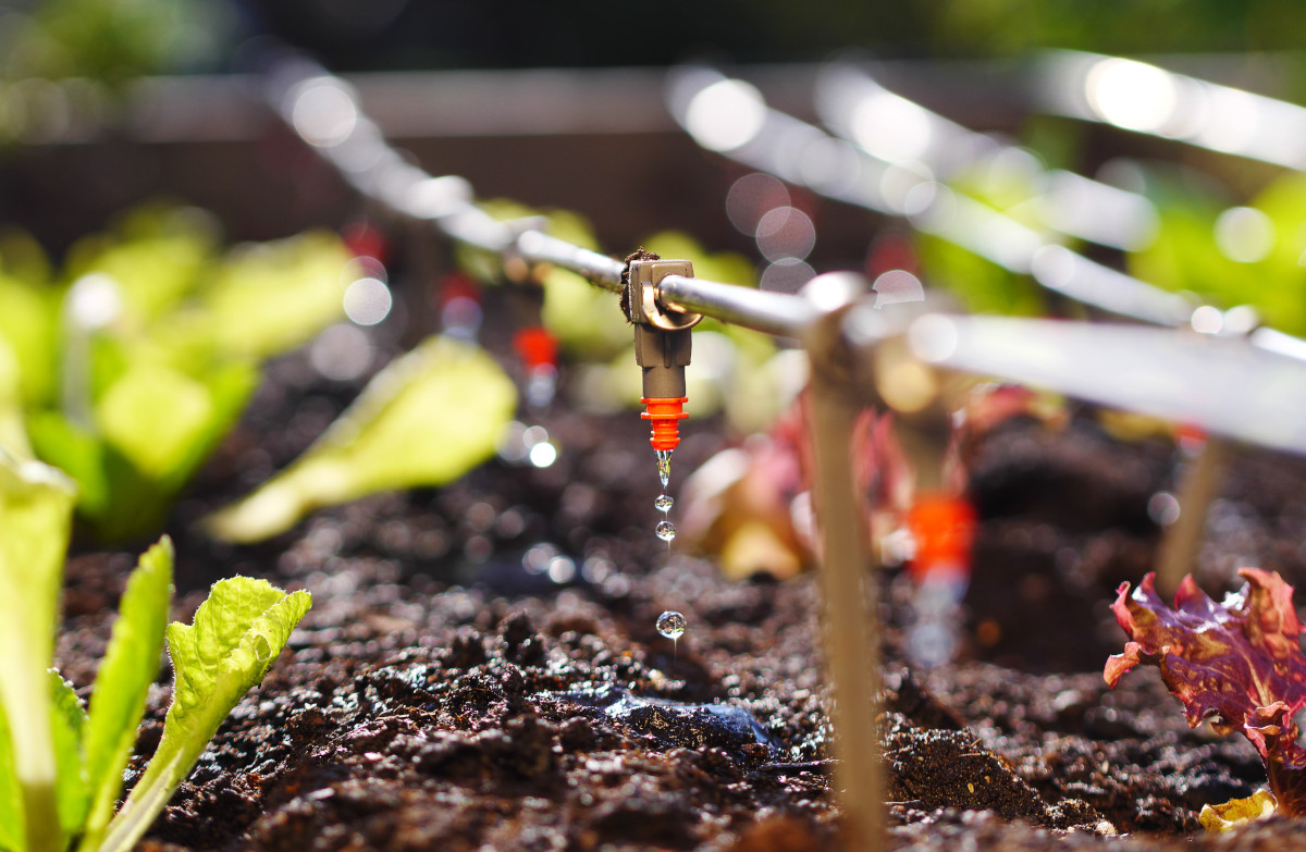 Come realizzare il giardino di casa