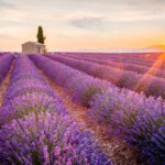 fioritura lavanda borghi provenza||fioritura lavanda borghi provenza