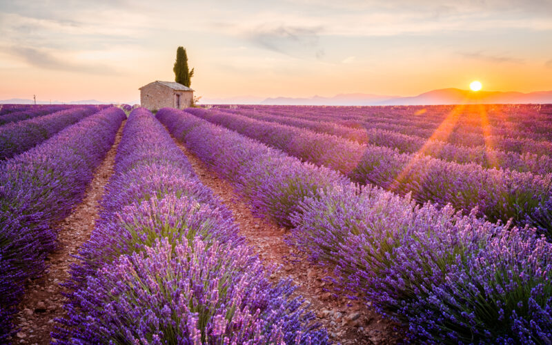 Viaggiando in Provenza per ammirare la fioritura della Lavanda