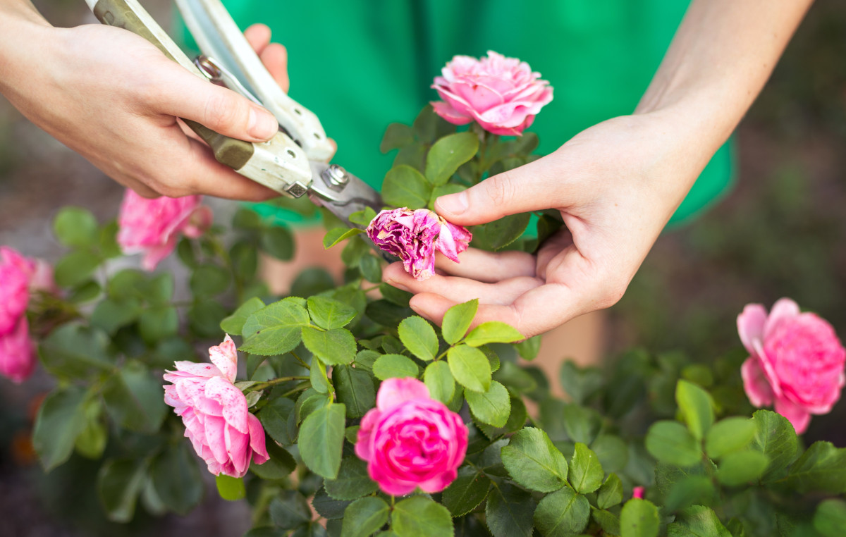 Lavori in giardino nel mese giugno