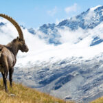 Stambeco|spiaggia rosa|Fioritura|Gran Sasso|Pale|Stelvio|Etna|Pollino|Pianosa|San Domino|Gran Paradiso