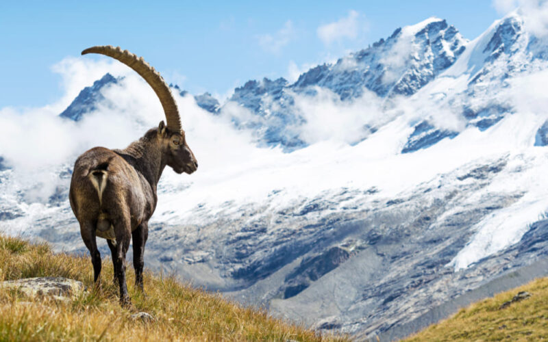 Stambeco|spiaggia rosa|Fioritura|Gran Sasso|Pale|Stelvio|Etna|Pollino|Pianosa|San Domino|Gran Paradiso