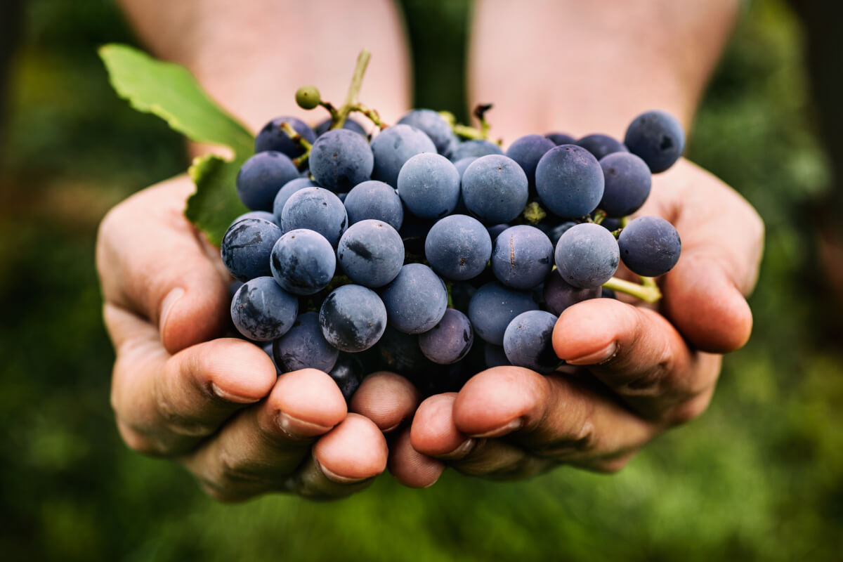 "dal campo alla tavola": come acquistare online dai piccoli produttori agricoli