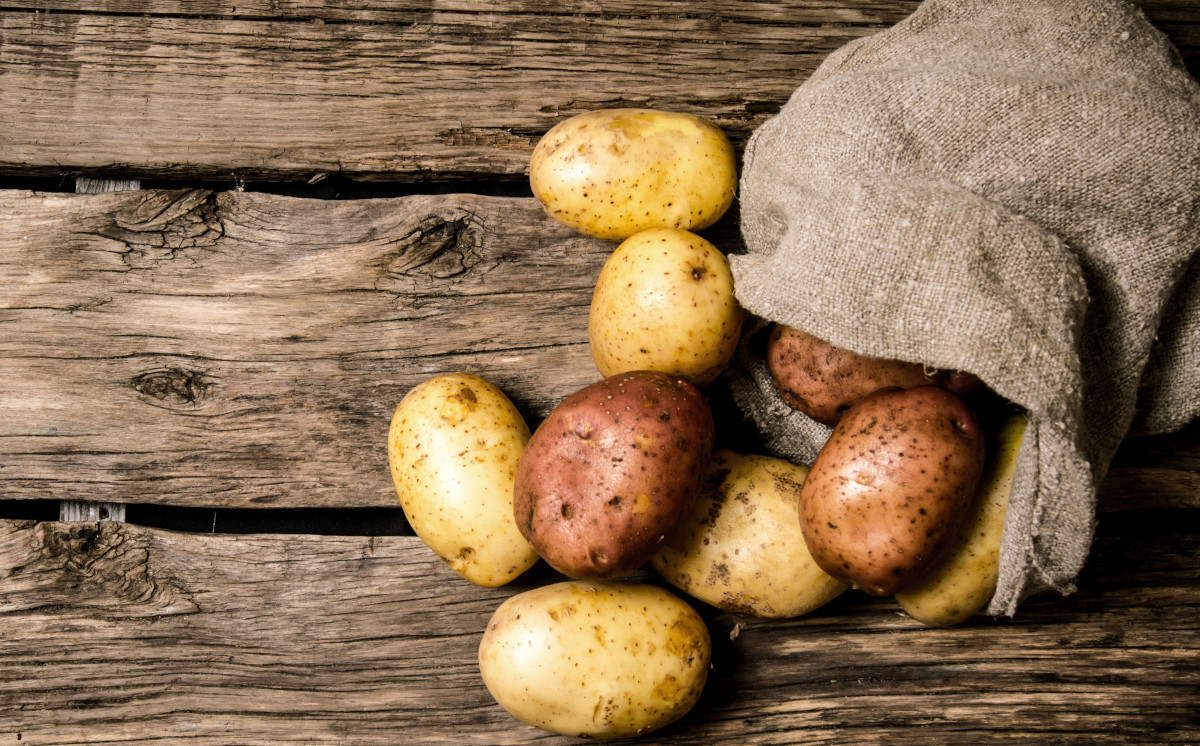 Il raccolto di maggio: patate novelle