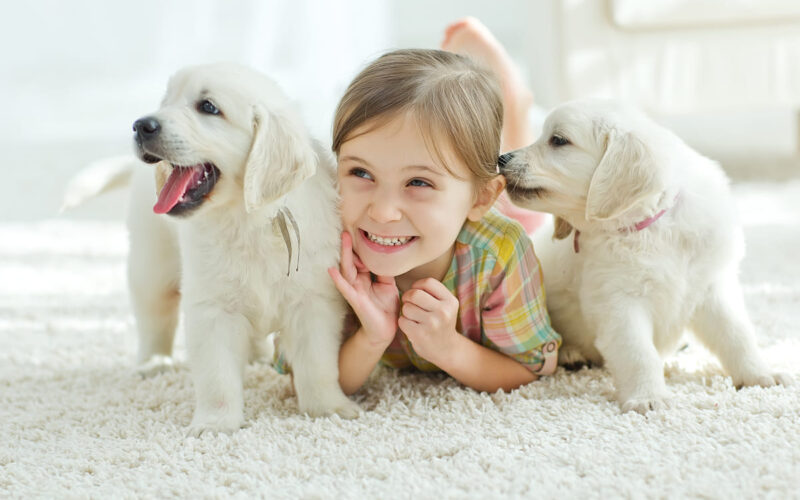 quanto costa avere un cane in casa