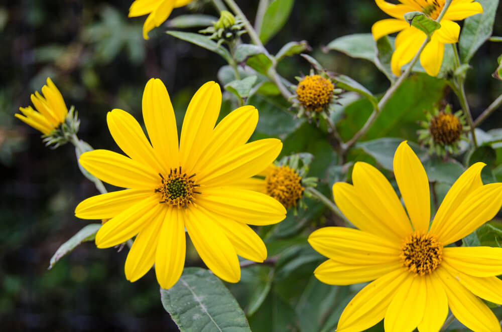 fiori commestibili da raccogliere in inverno