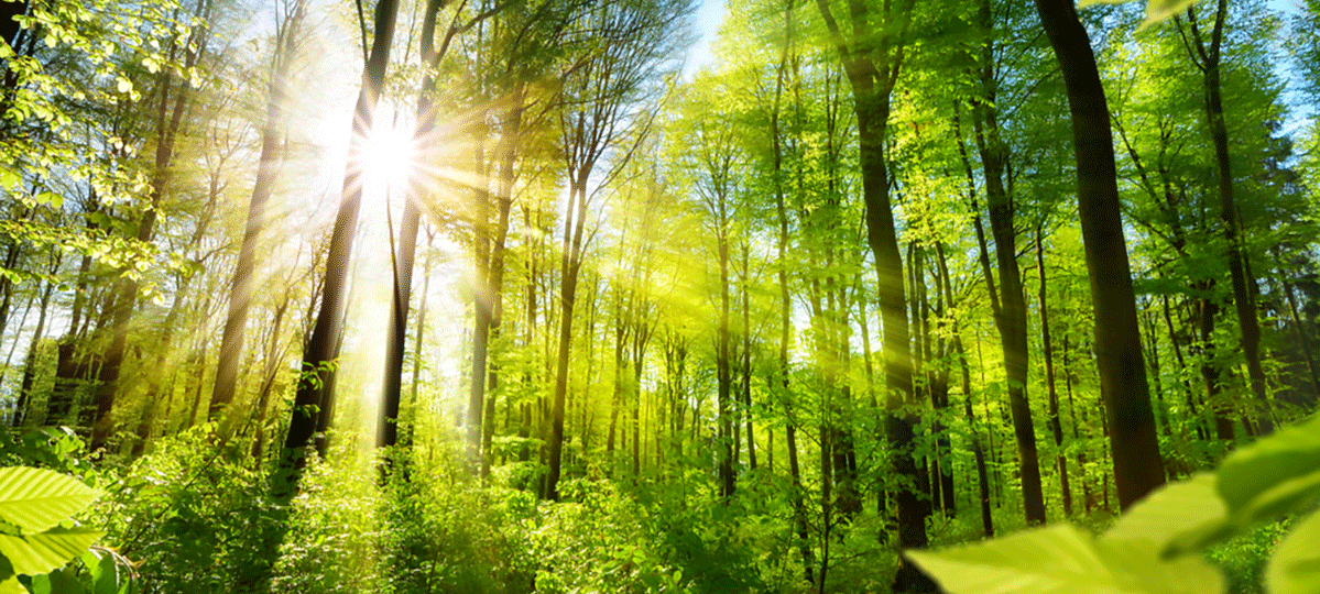 Irlanda sempre più green: pianterà 440 milioni di alberi nei prossimi 20 anni