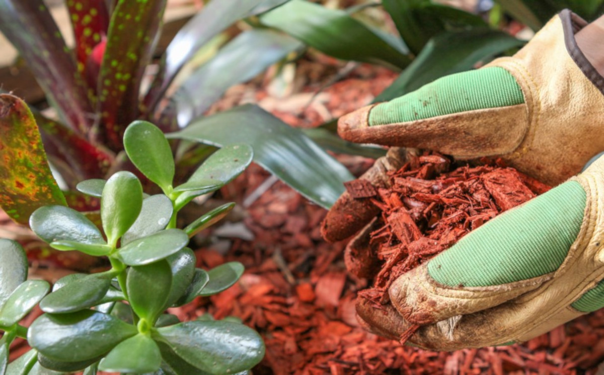 Lavori in giardino nel mese di agosto