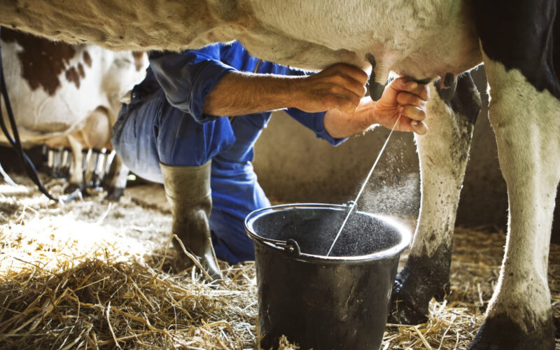 Latte vaccino: calano le vendite e aumentano quelle delle alternative vegetali