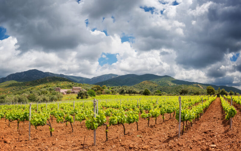 Cantina Mesa: quando la viticoltura incontra il design.