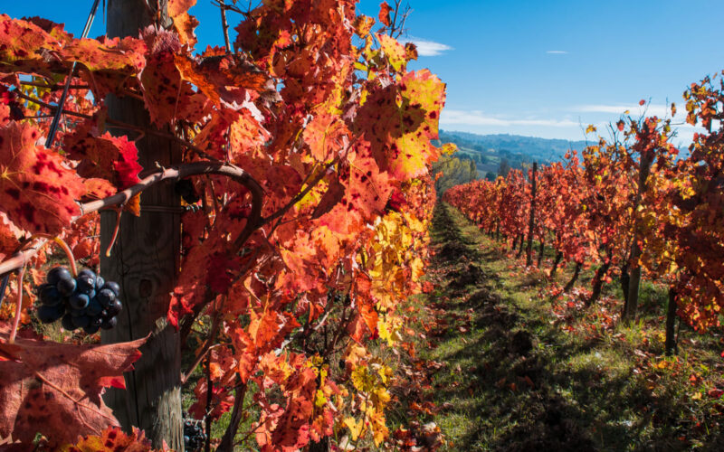 tenuta castelbuono|montefalco